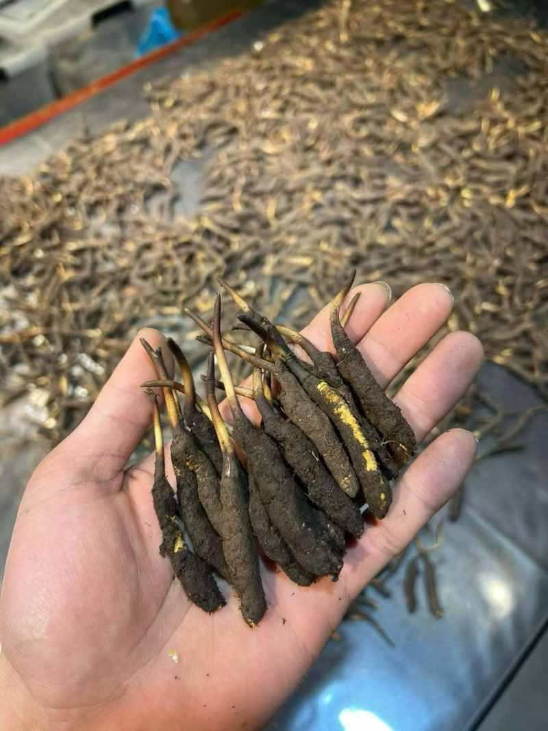 2026年西藏那新鲜虫草，货源充足。质量稳定
