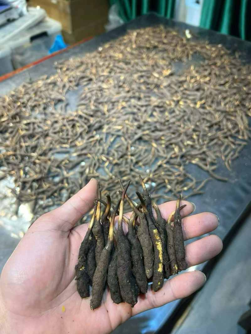 2026年西藏那新鲜虫草，货源充足。质量稳定