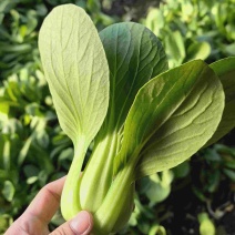 辽宁沈阳产地直销油菜上海青青梗二两精品