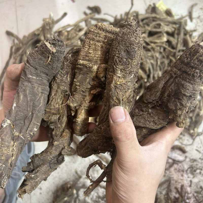 西藏本地产藏当归整株切片量大长期稳定供货