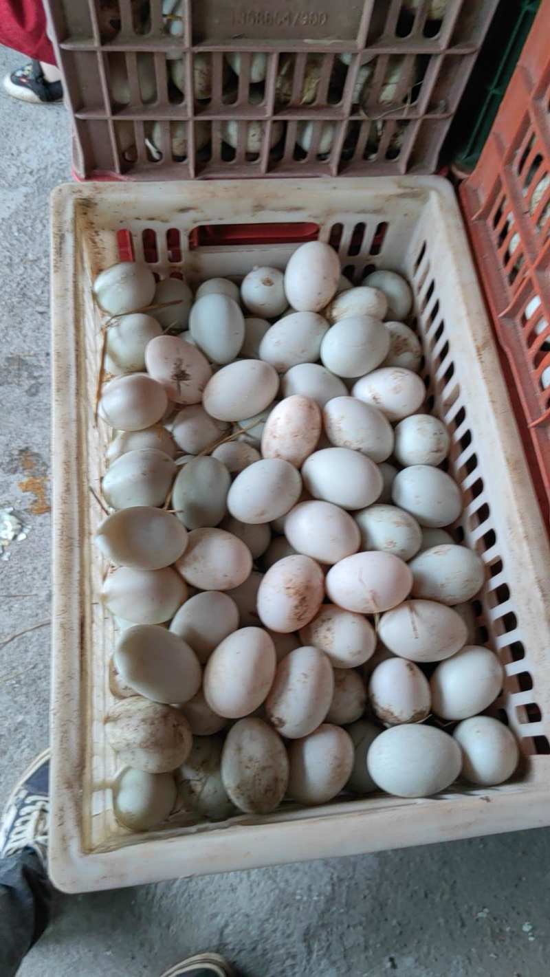 湖南郴州永兴新鲜丝蛋，鸭蛋