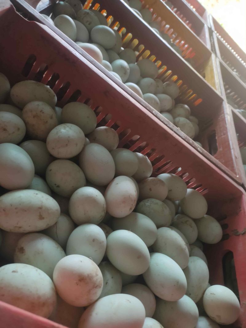 湖南郴州永兴新鲜丝蛋，鸭蛋