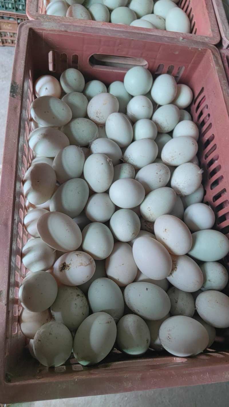 湖南郴州永兴新鲜丝蛋，鸭蛋