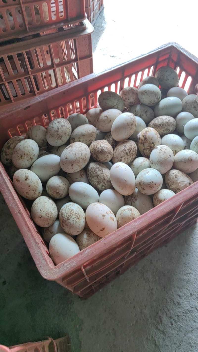 湖南郴州永兴新鲜丝蛋，鸭蛋