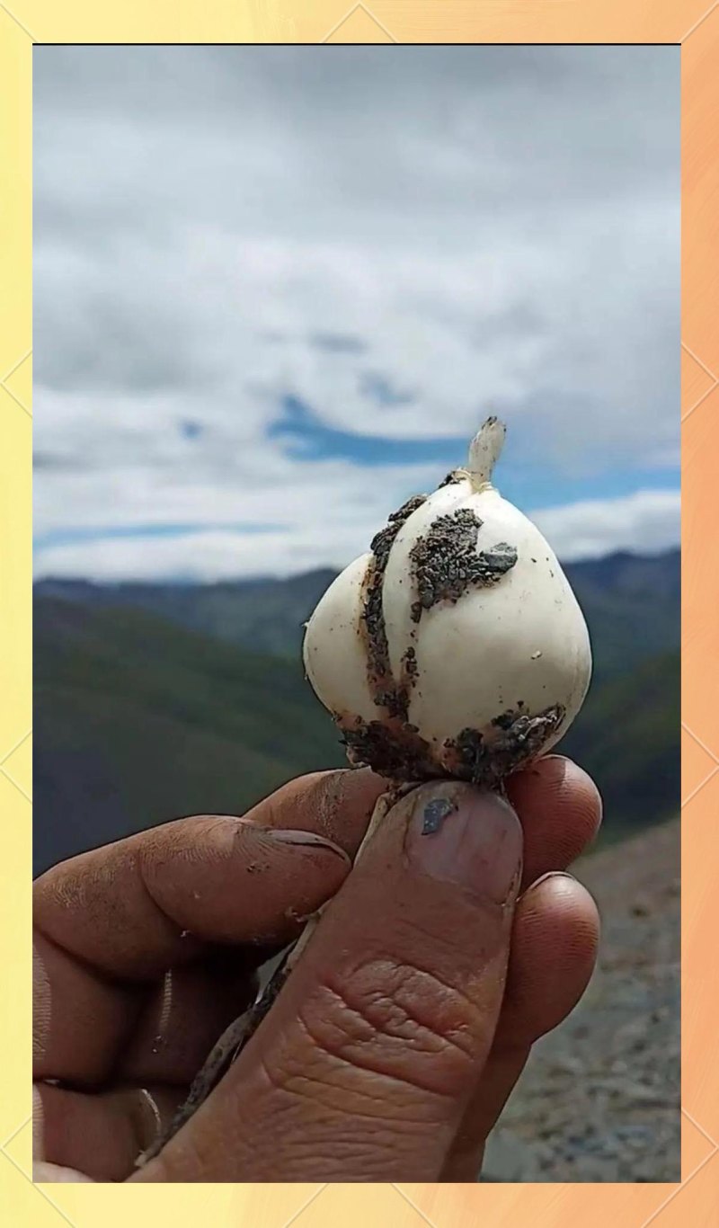 西藏高原野生贝母，颗粒饱满粉质细腻，天然润养地道好物