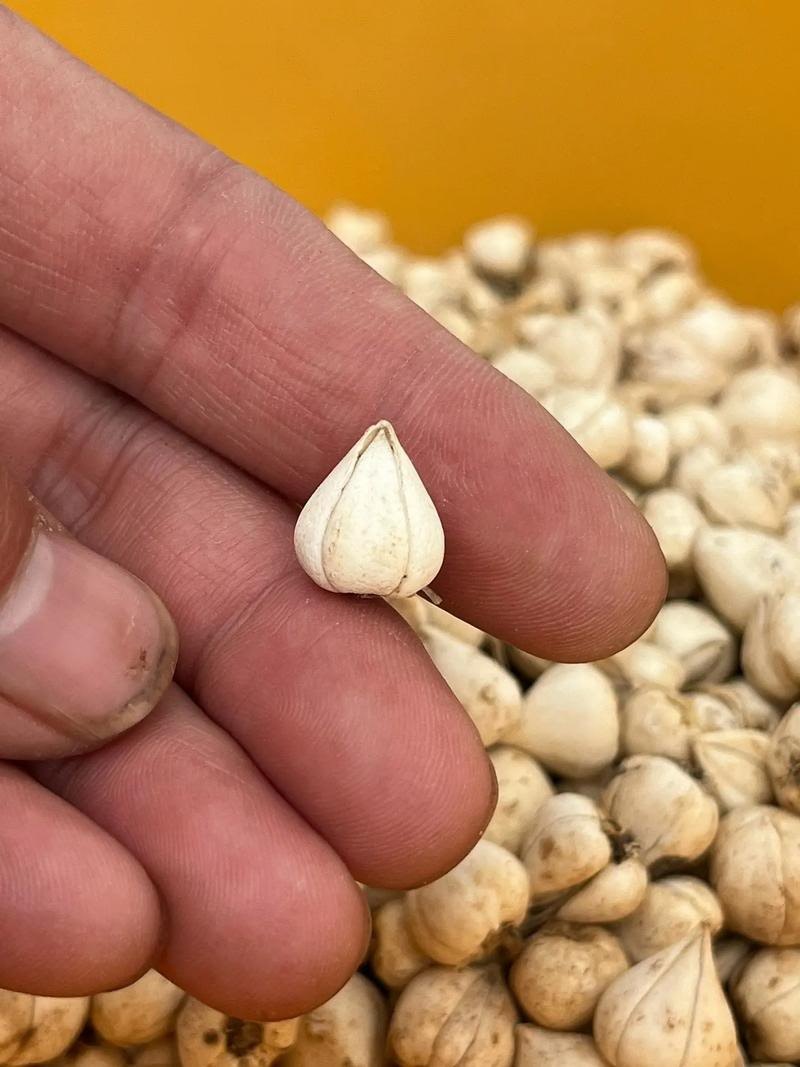 西藏高原野生贝母，颗粒饱满粉质细腻，天然润养地道好物