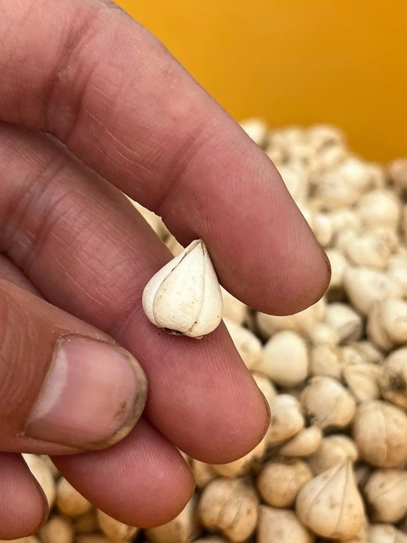 西藏高原野生贝母，颗粒饱满粉质细腻，天然润养地道好物