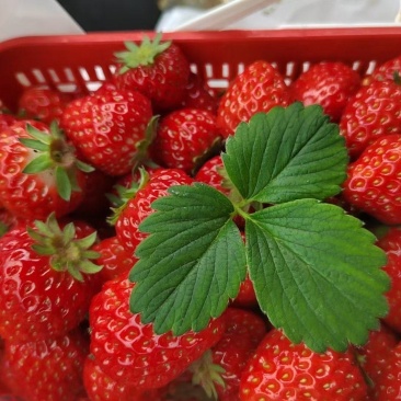 红颜奶油草莓
