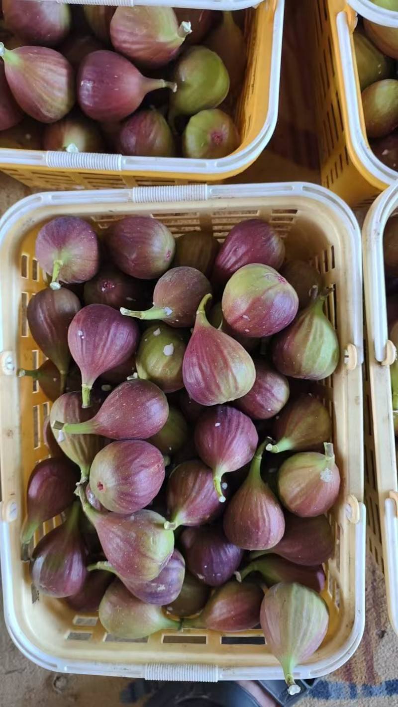 云南西双版纳基地直发当天到货