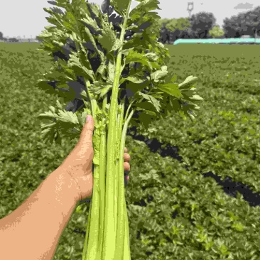 芹菜大批量上市，品相好价钱实惠