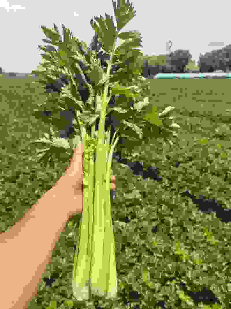 芹菜大批量上市，品相好价钱实惠