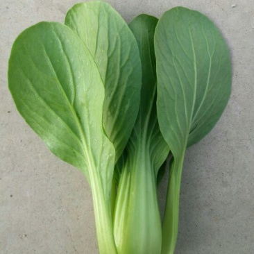 山东曹县叶菜基地，产地直供精品上海青油菜，常年供应