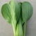 山东曹县叶菜基地，产地直供精品上海青油菜，常年供应