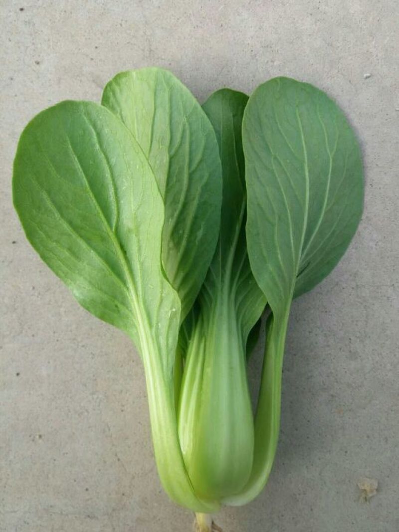 山东曹县叶菜基地，产地直供精品上海青油菜，常年供应