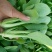 山东曹县叶菜基地，产地直供精品上海青油菜，常年供应