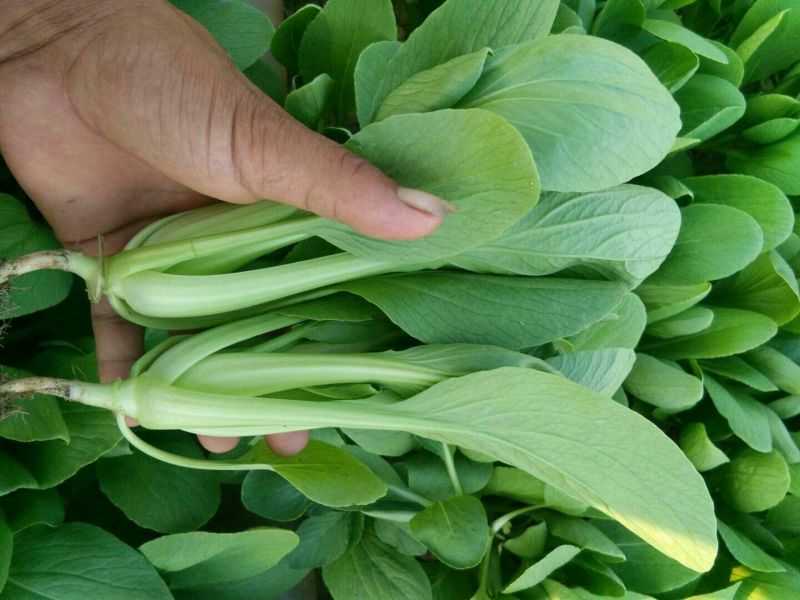 山东曹县叶菜基地，产地直供精品上海青油菜，常年供应