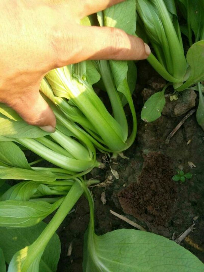 山东曹县叶菜基地，产地直供精品上海青油菜，常年供应