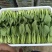 山东曹县叶菜基地，产地直供精品上海青油菜，常年供应