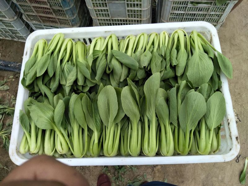 山东曹县叶菜基地，产地直供精品上海青油菜，常年供应