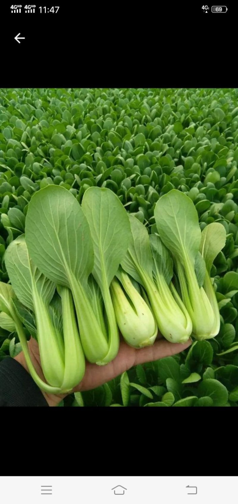 山东曹县叶菜基地，产地直供精品上海青油菜，常年供应