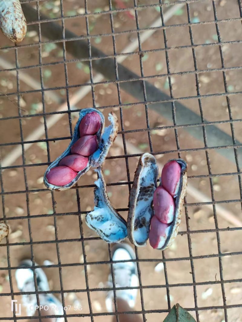 江苏徐州四粒红花生大量有货