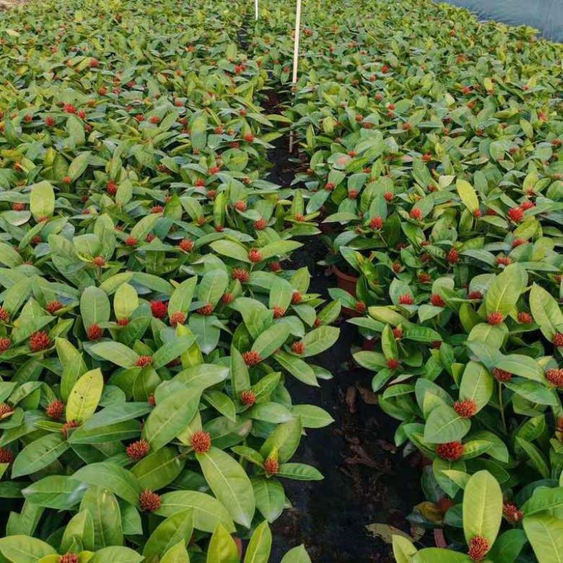 230龙船花