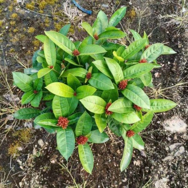 230龙船花