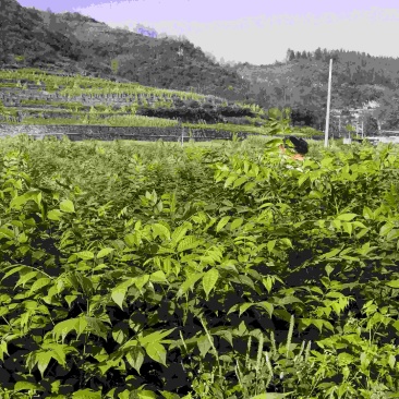 正宗厚皮黄柏树苗，优选品种，品质有保