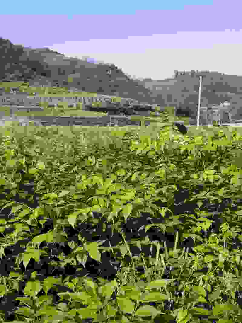 正宗厚皮黄柏树苗，优选品种，品质有保