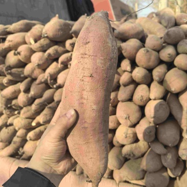 板栗薯