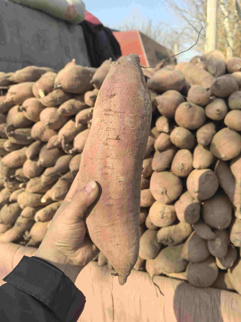 板栗薯