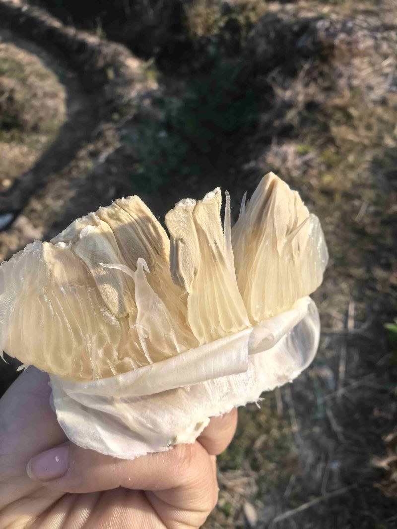 湖南永州江永老树香柚