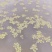 【热卖】大青菱角种苗基地直销量大质优价格优惠欢迎采购