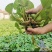 【热卖】大青菱角种苗基地直销量大质优价格优惠欢迎采购