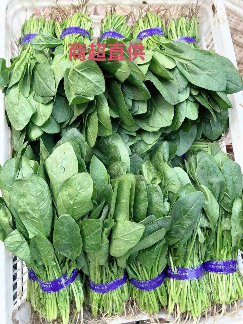 大棚精品菠菜，山东曹县，产地直供，基地直供