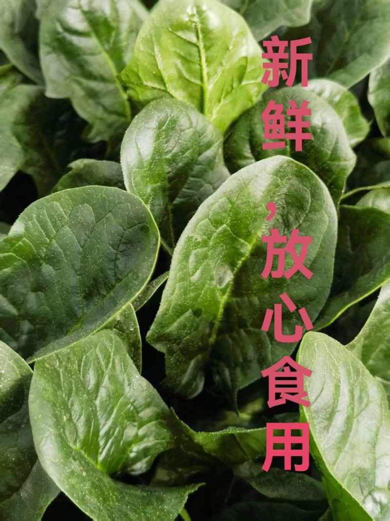 大棚精品菠菜，山东曹县，产地直供，基地直供