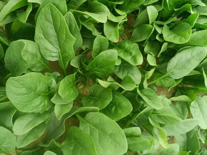 大棚精品菠菜，山东曹县，产地直供，基地直供