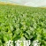 大棚精品菠菜，山东曹县，产地直供，基地直供