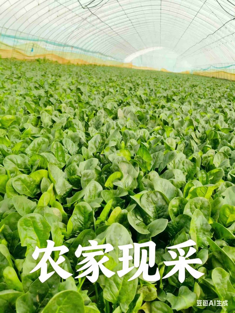 大棚精品菠菜，山东曹县，产地直供，基地直供