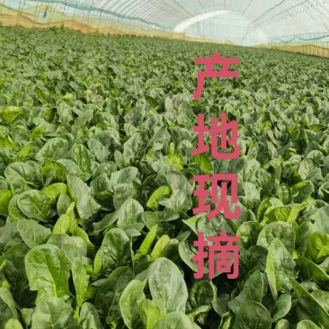 大棚精品菠菜，山东曹县，产地直供，基地直供