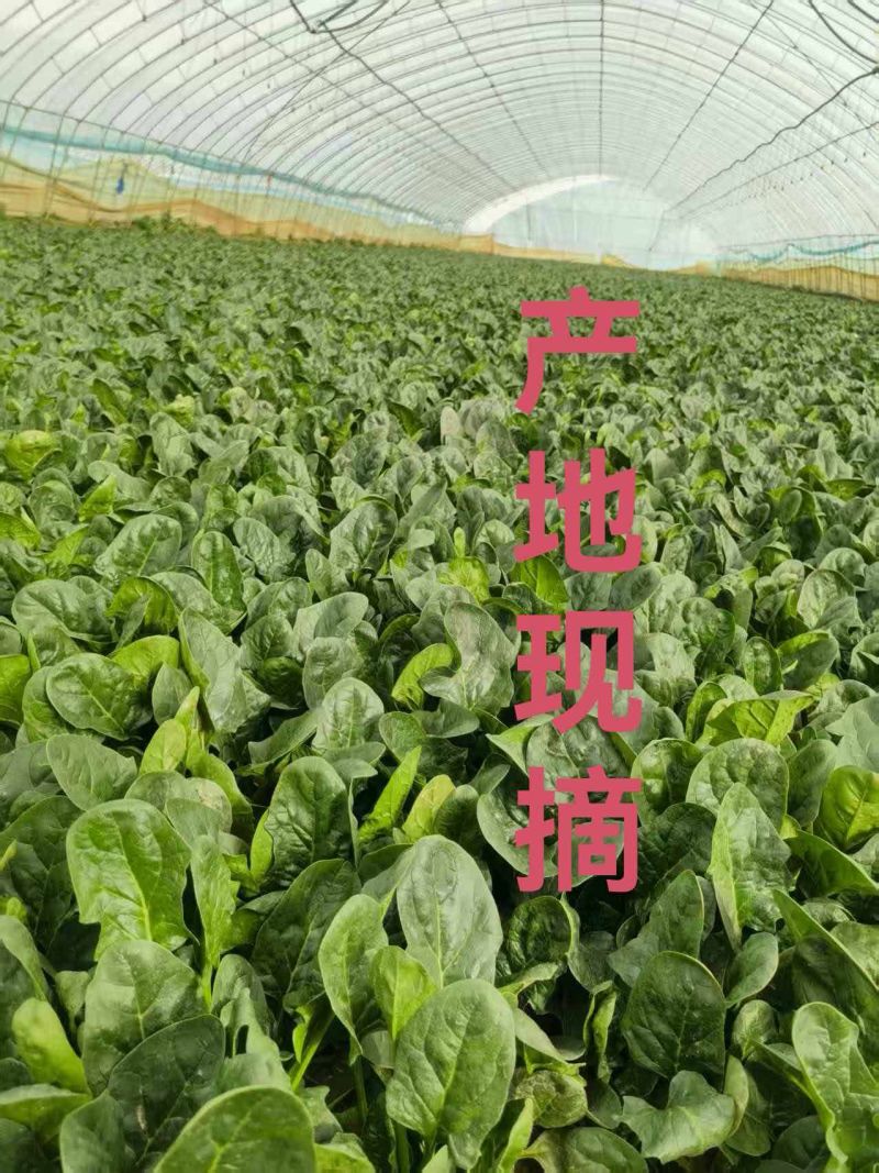大棚精品菠菜，山东曹县，产地直供，基地直供
