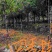 桂花树