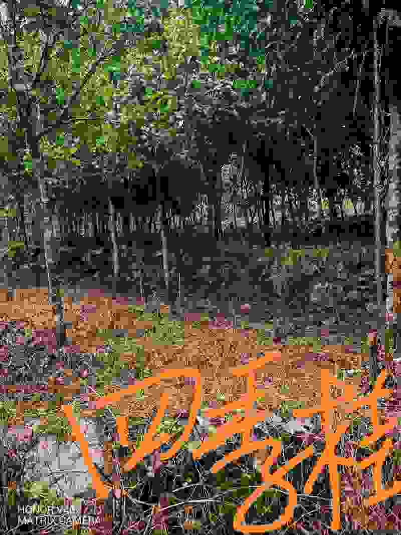 桂花树