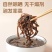 白背毛木耳丝｜螺蛳粉｜餐饮｜量大价优