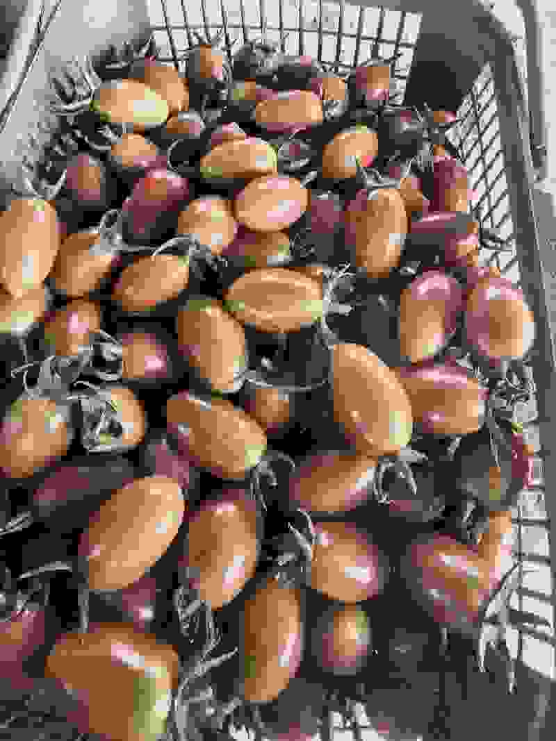 彩色小番茄