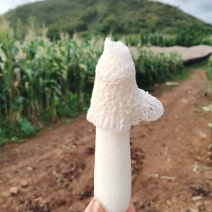 贵州红托竹荪基地批发鲜货干货长期供应商需要可以合作