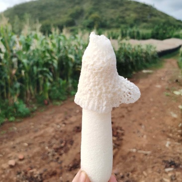 贵州红托竹荪基地批发鲜货干货长期供应商需要可以合作