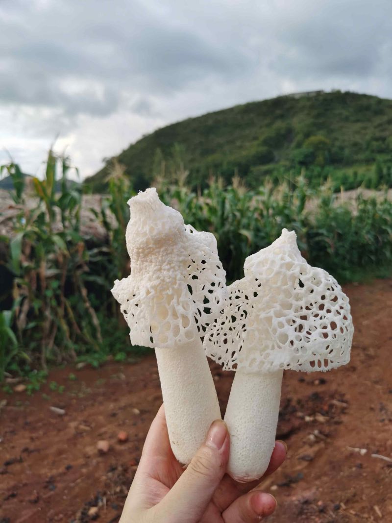 贵州红托竹荪基地批发鲜货干货长期供应商需要可以合作