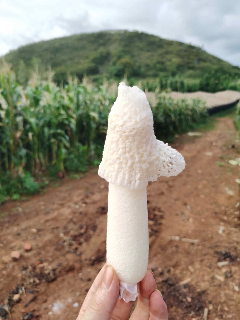 贵州红托竹荪基地批发鲜货干货长期供应商需要可以合作