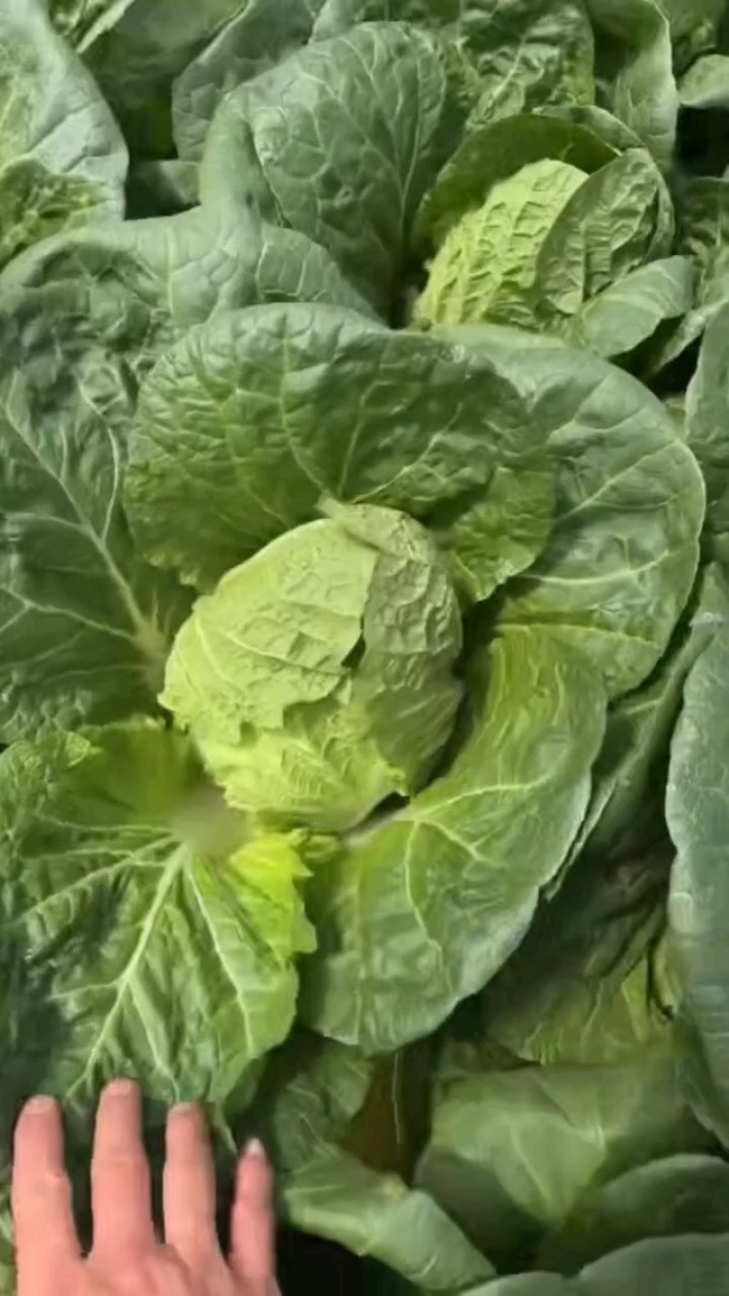 黄心大白菜